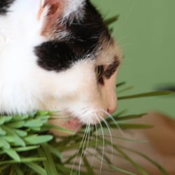 Bastet the Cat 2012 Teil 04