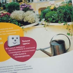 Motiv SAT-Schüssel als Blumenschalen