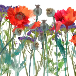 Mohn Blümen