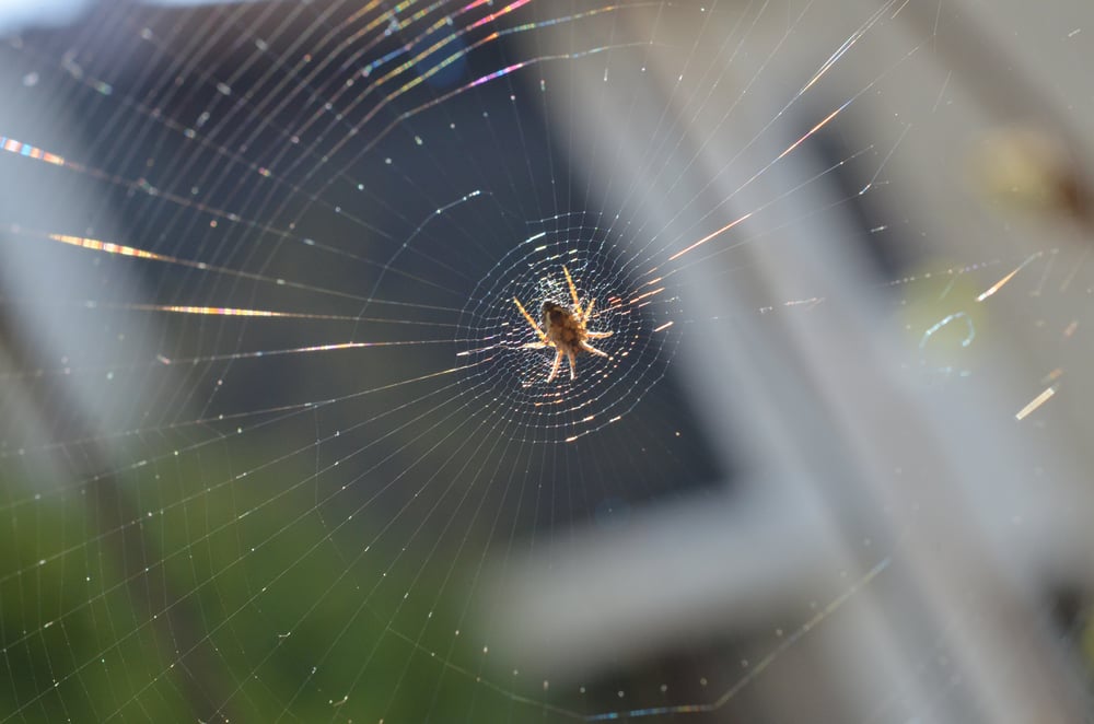 Spinne
