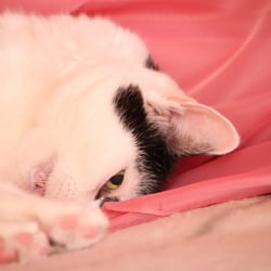 Bastet the Cat 2012 Teil 03