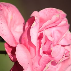 Flowers Juli 2014 © by Dina.T