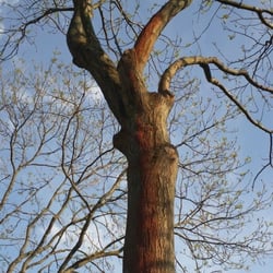 Tree No 06