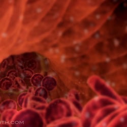 Blood Cells