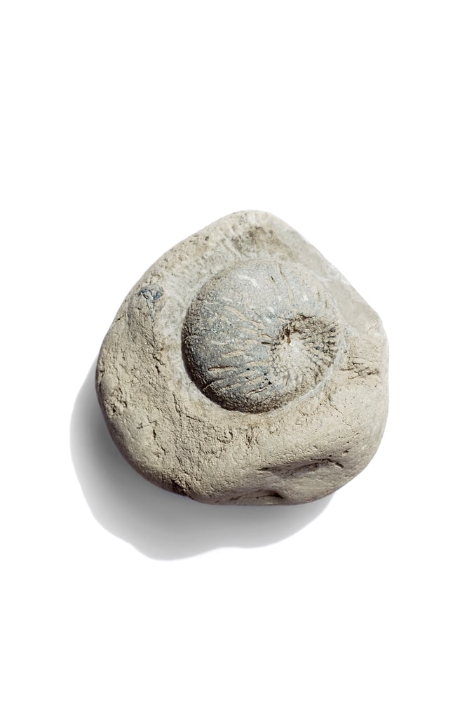 Astylospongia