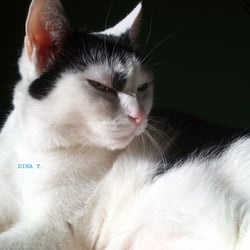 Bastet the Beauty Cat.. No. 03