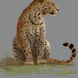 leopard
