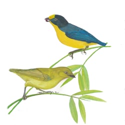 Vogelillustrationen