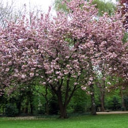 Baum