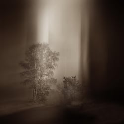Lichtspiel mit Birken
