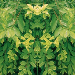 Symétrie