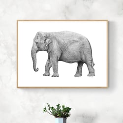 Asiatischer Elefant