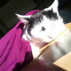 Bastet Experience 15