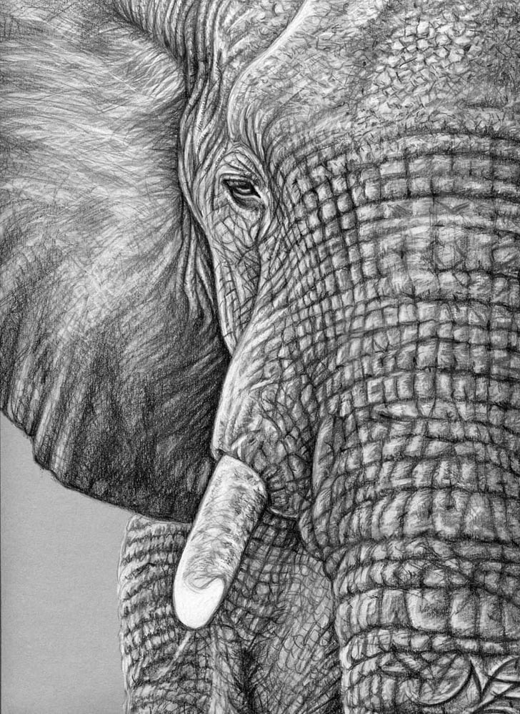 Afrikanischer Elefant