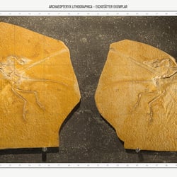 Archaeopteryx Lithographica, overview map of main plate and counter plate of the Eichstätt Specimen