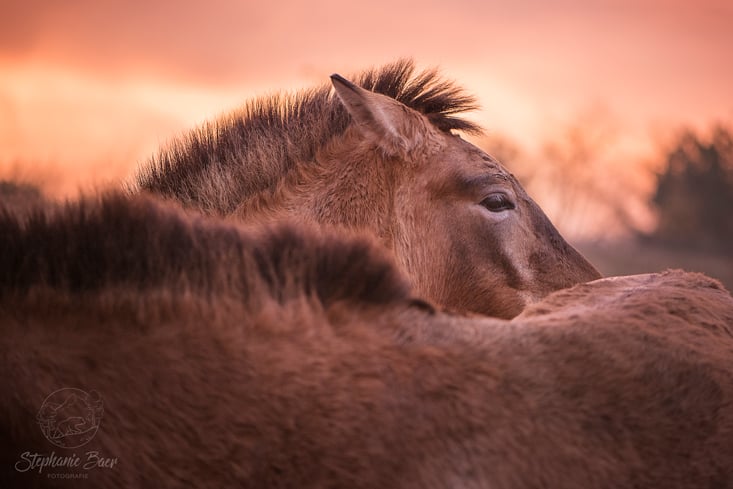 Wildpferde Przewalski StephanieBaer 0001