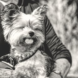 Hundeportraits