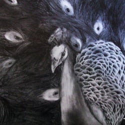 Bleisift – Pfau
