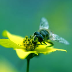Summer Bee