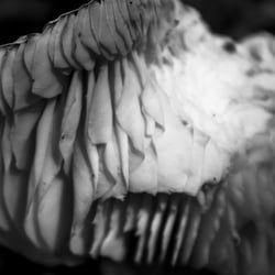 pilz welt11