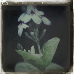 # Just Flowers #