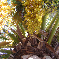 Palme