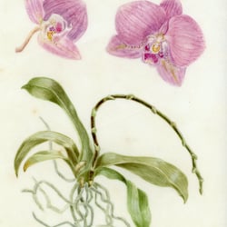 Phalaenopsis Vellum