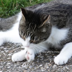 CAT AUG. 2014
