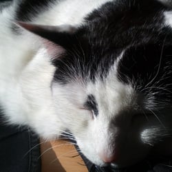 Bastet