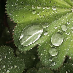 Wassertropfen auf Blatt (Frauenmantel)