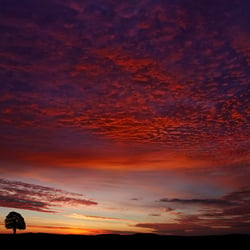 Morgenrot an der Linde 01