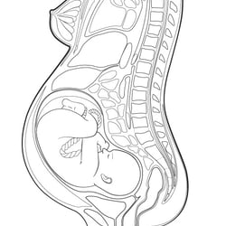 embryo