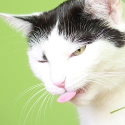 Bastet the Cat 2012 Teil 02