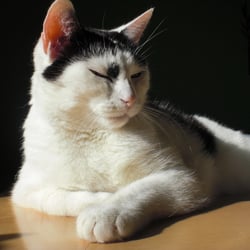 Bastet the Cat
