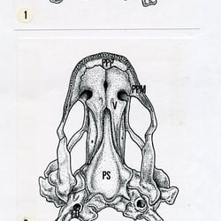 Schädel Euproctus