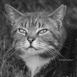 Cat 2014 Foto Übung