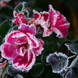 Gefrorene Rosen