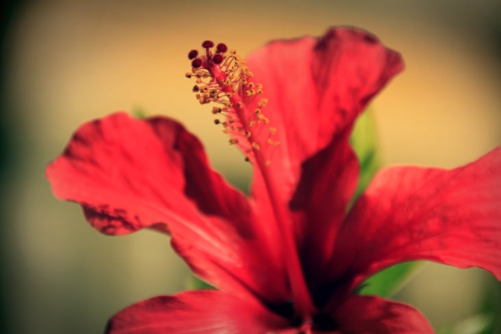 blüte