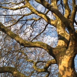 Tree No 01
