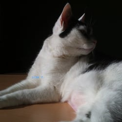 Cat Model Bastet..