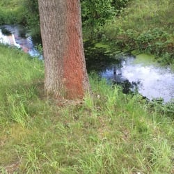 Natur 2012 Bäume Pflanzen