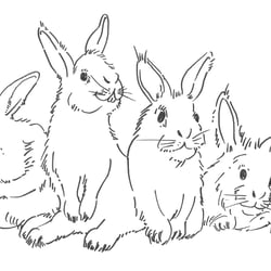 Kaninchen_sw_Umsetzung