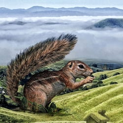 Eichhoernchen