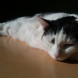 Bastet