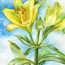 gelbe Lilien – Aquarell
