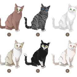 Katze in verschiedenen farben
