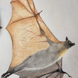 Polychromos