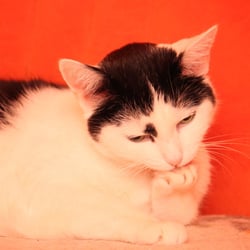 Bastet the Cat 2012 Teil 02