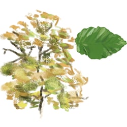 Baum 4