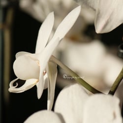 Flower / Orchidee Foto Übungen März 2014